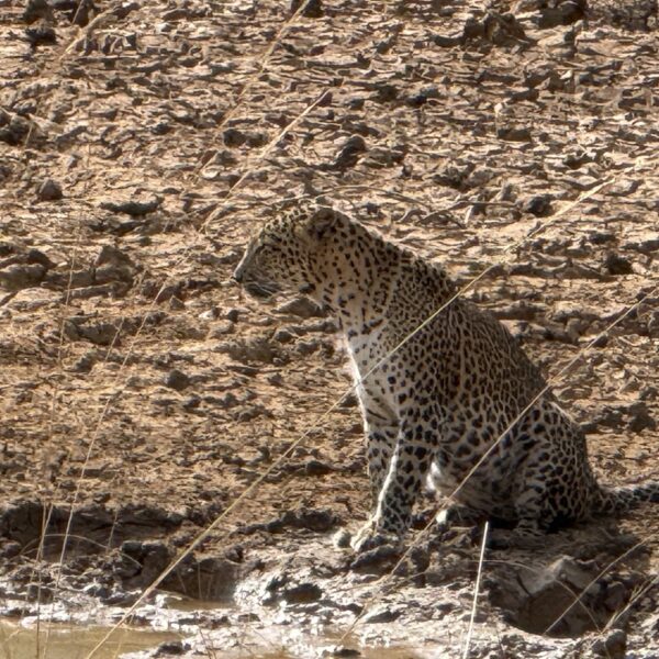safari leopard